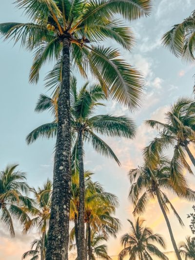 Bel Ombre, Mauritius в ноябре — фото погоды (2025-11-30)