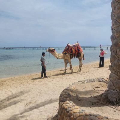 Elphistone Marsa Alam Resort — фото погоды в марте (2026-03-25)
