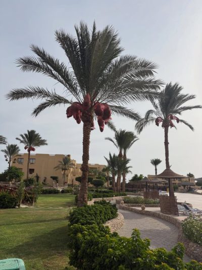 Elphistone Marsa Alam Resort — фото погоды в июне (2026-06-08)