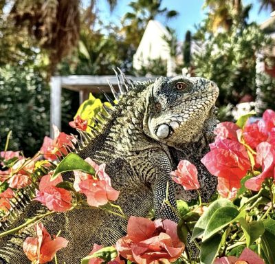 Chogogo Dive & Beach Resort Curacao в марте — фото погоды (2026-03-09)