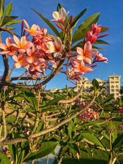 Riu Palace Costa Rica — фото погоды в марте (2026-03-23)