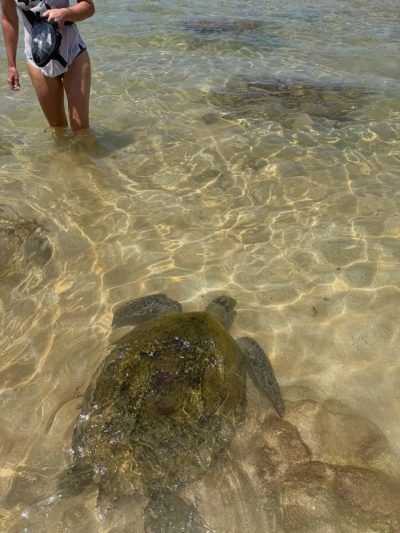 Turtle Beach в марте — фото погоды (2026-03-27)