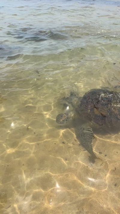 Turtle Beach в мае — фото погоды (2026-05-15)
