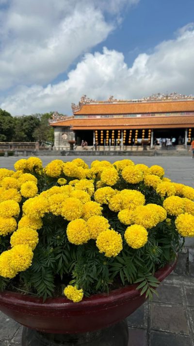 Elephant Travel in Vietnam в ноябре — фото погоды (2024-11-19)