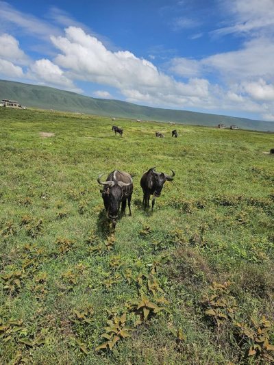 Ngrongoro Crater-Tanzania в августе — фото погоды (2025-08-11)