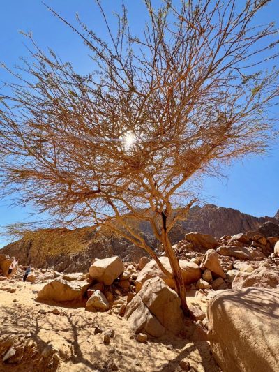 Wadi El Weshwashi   وادي الوشواشي в июне — фото погоды (2026-06-29)