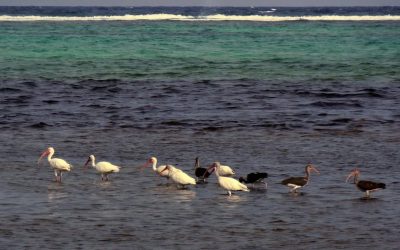 Ambergris Caye, San Pedro, Belize в январе — фото погоды (2026-01-04)