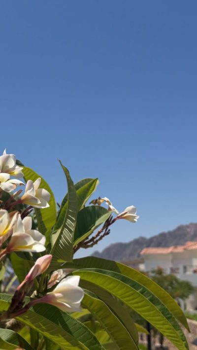 Ecotel Dahab Bay View Resort — фото погоды в июле (2026-07-03)