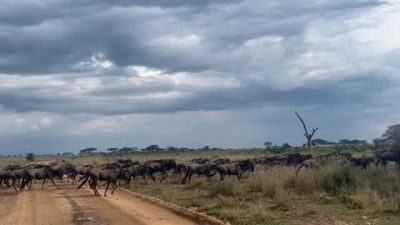 Serengeti National Park в апреле — фото погоды (2026-04-04)