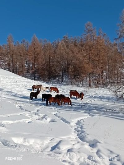 Кызыл-Таш (Республика Алтай) в феврале — фото погоды (2026-02-01)
