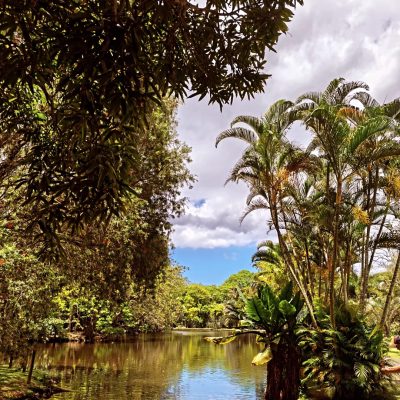 Pamplemousses Botanic Garden в ноябре — фото погоды (2025-11-28)