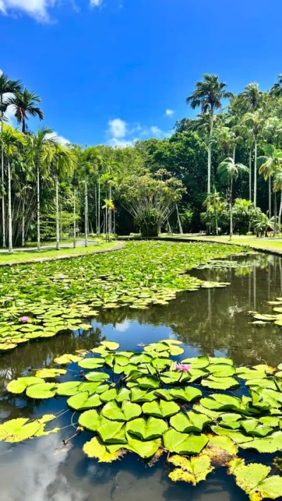 Pamplemousses Botanic Garden в марте — фото погоды (2026-03-27)