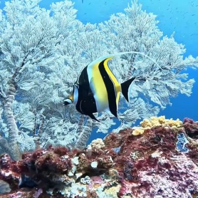 Koh Tachai - Mu Koh Similan National Park в ноябре — фото погоды (2025-11-07)