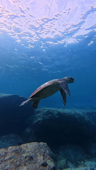 Koh Tachai - Mu Koh Similan National Park в декабре — фото погоды (2025-12-20)