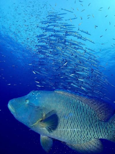 Koh Tachai - Mu Koh Similan National Park в феврале — фото погоды (2026-02-09)