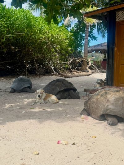 Curieuse Island - Seychelles в мае — фото погоды (2026-05-24)