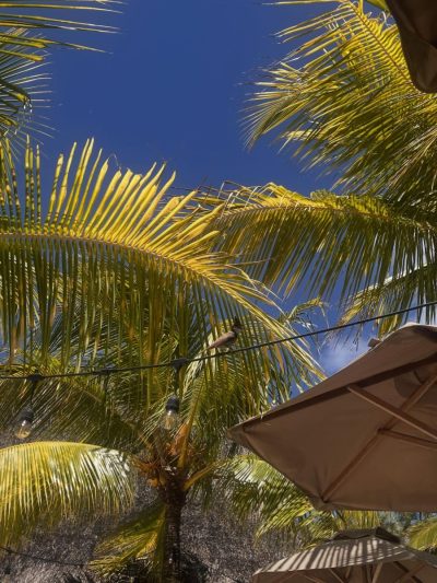 Mauritius - Belle Mare в январе — фото погоды (2026-01-20)
