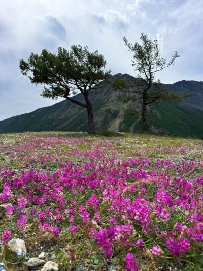 Курайская степь в июне — фото погоды (2025-06-28)