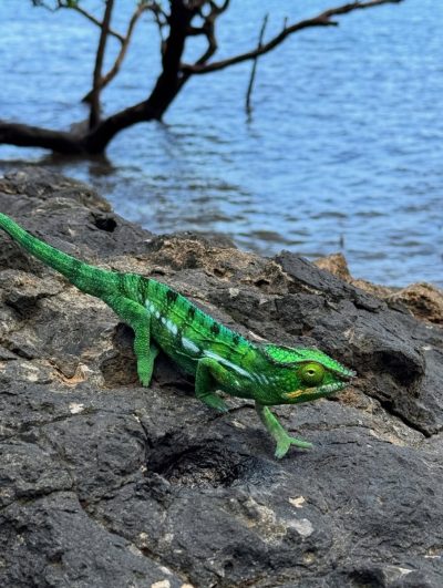 Madagascar Nosybe в декабре — фото погоды (2025-12-26)
