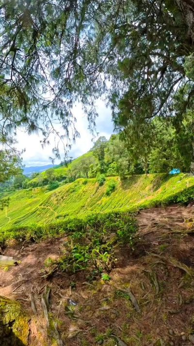 BOH Sungai  Palas Tea Garden в апреле — фото погоды (2026-04-24)