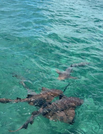Hol Chan Marine Reserve в марте — фото погоды (2026-03-29)