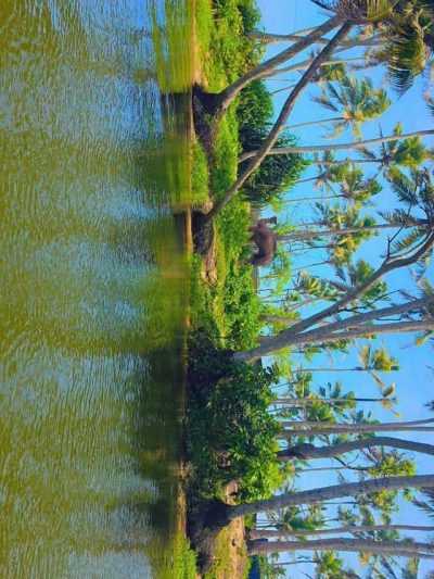Poovar Island, Kerela в июле — фото погоды (2026-07-13)