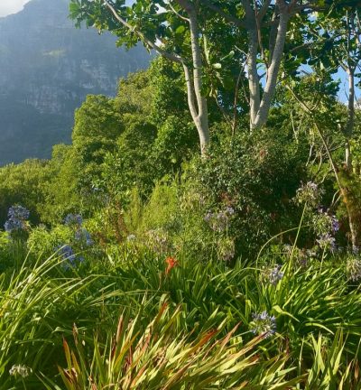Kristenbosch, Cape Town в январе — фото погоды (2026-01-17)