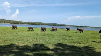 Minneriya National Wildlife Park, Sri Lanka в июне — фото погоды (2026-06-28)