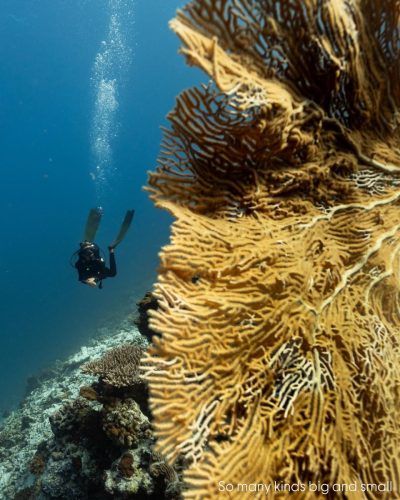 Dusit Thani Maldives в январе — фото погоды (2026-01-26)