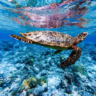 Dusit Thani Maldives в феврале — фото погоды (2026-02-27)