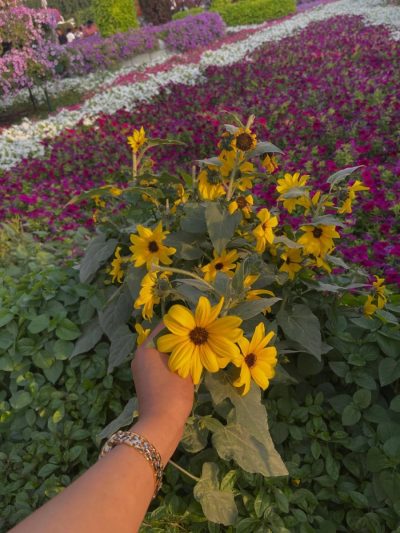 Miracle Garden,Dubai в июне — фото погоды (2026-06-21)