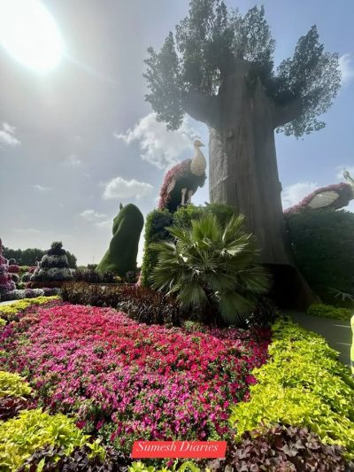 Miracle Garden,Dubai в июле — фото погоды (2026-07-02)