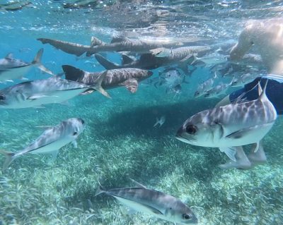 Hol Chan Reef, Ambergris Caye, Belize в сентябре — фото погоды (2025-09-22)