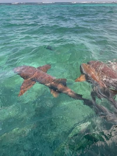 Hol Chan Reef, Ambergris Caye, Belize в январе — фото погоды (2026-01-31)