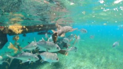 Hol Chan Reef, Ambergris Caye, Belize в феврале — фото погоды (2026-02-28)