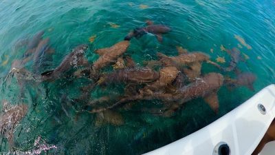 Hol Chan Reef, Ambergris Caye, Belize в феврале — фото погоды (2026-02-28)