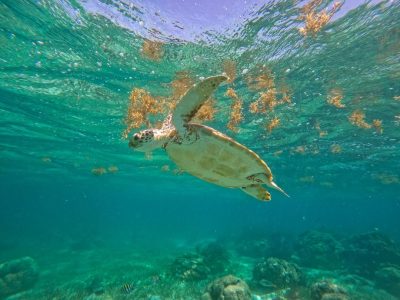 Hol Chan Reef, Ambergris Caye, Belize в марте — фото погоды (2026-03-28)