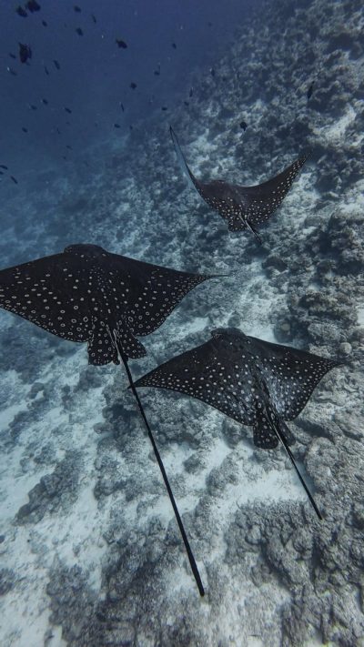 Rasdhoo Madivaru - Dive Site в сентябре — фото погоды (2025-09-15)