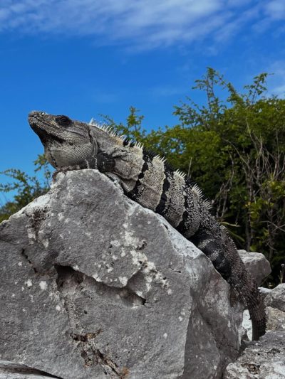 Tulum Ruinas Mayas в марте — фото погоды (2026-03-29)