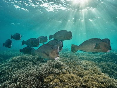 Sipadan Island, Borneo, Malaysia в сентябре — фото погоды (2025-09-03)