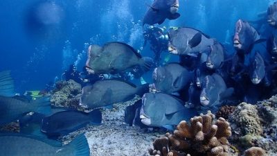 Sipadan Island, Borneo, Malaysia в декабре — фото погоды (2025-12-04)