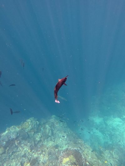Sipadan Island, Borneo, Malaysia в январе — фото погоды (2026-01-26)