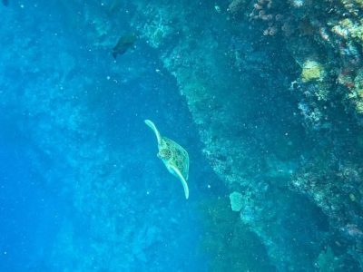 Sipadan Island, Borneo, Malaysia в мае — фото погоды (2026-05-24)