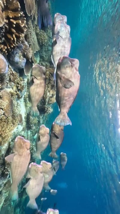 Sipadan Island, Borneo, Malaysia в июне — фото погоды (2026-06-30)