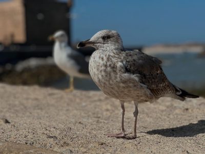 Essaouira port, Morocco в сентябре — фото погоды (2025-09-30)