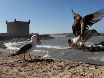 Essaouira port, Morocco в марте — фото погоды (2026-03-31)