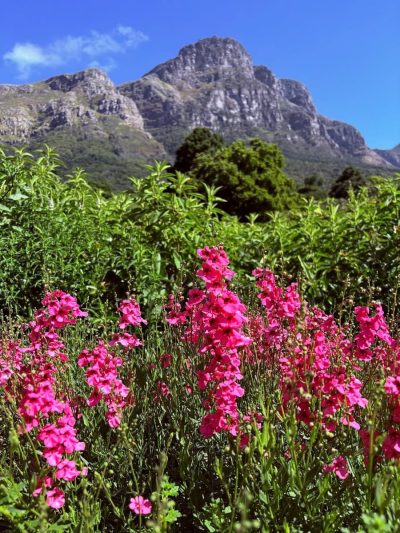 Kirstenbosch Gardens в декабре — фото погоды (2025-12-28)