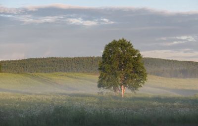 Горы Хибины в июле — фото погоды (2026-07-06)