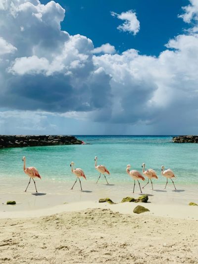 Flamingo Beach в апреле — фото погоды (2026-04-05)
