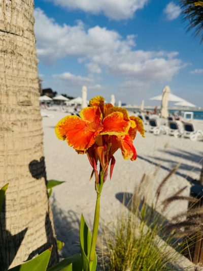 Al Marjan Islands,Ras Al Khaimah, uae в январе — фото погоды (2026-01-17)